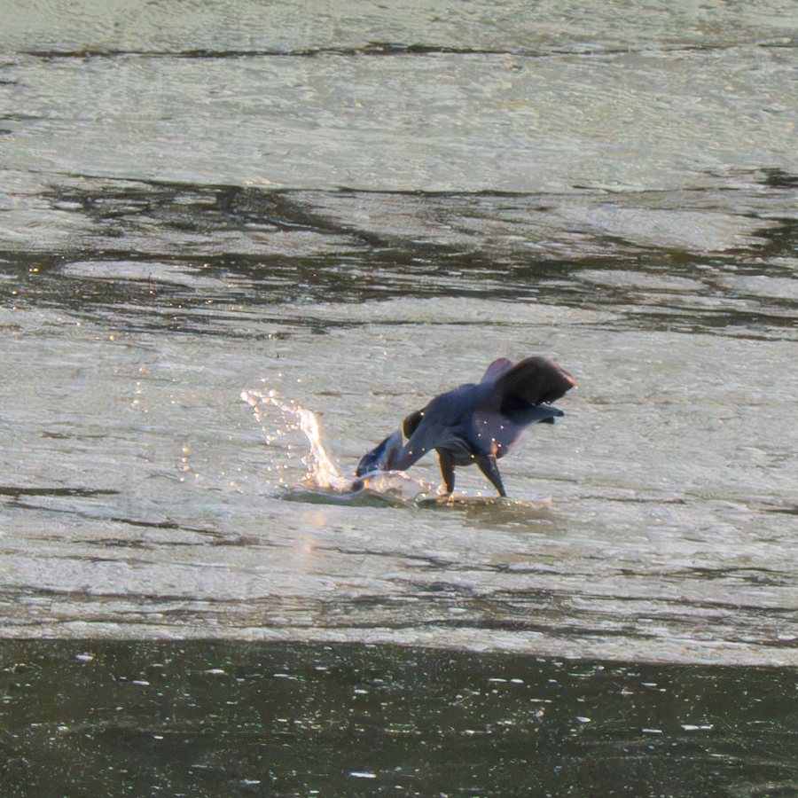 Great Blue Heron, Strike, George Bush Park / Barker Reservoir, Harris County