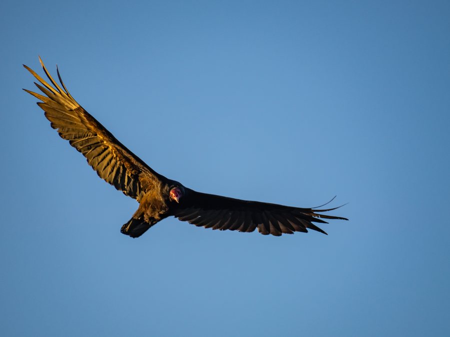 Turkey Vulture, Colorado Bend State Park, San Saba County
