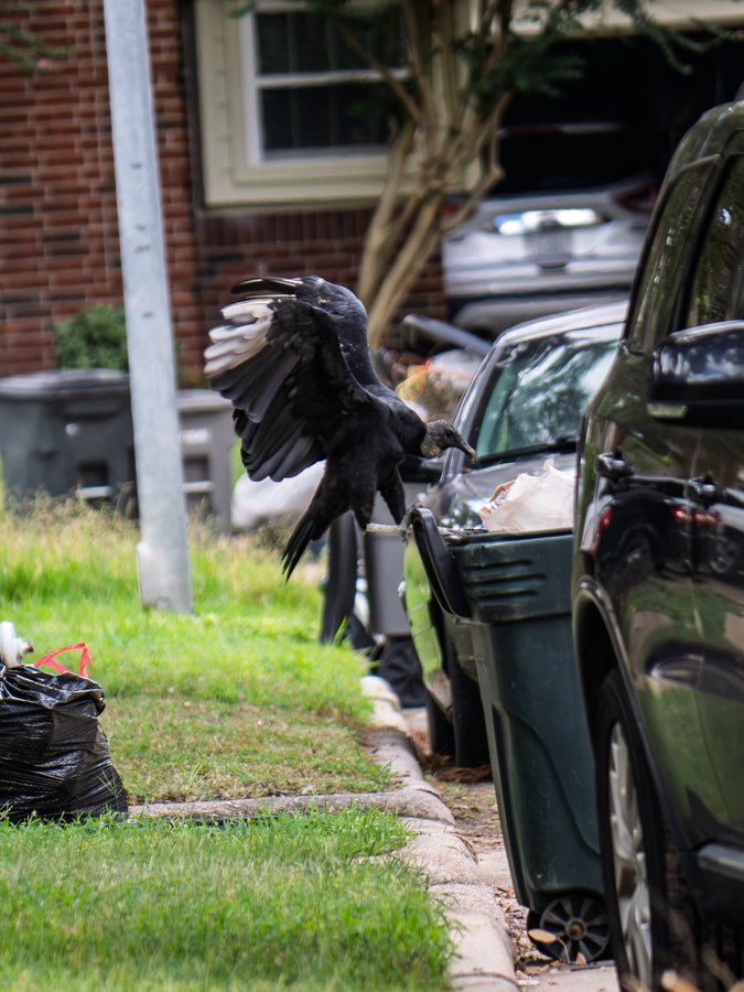 Black Vulture, Curbside, Katy, Harris County