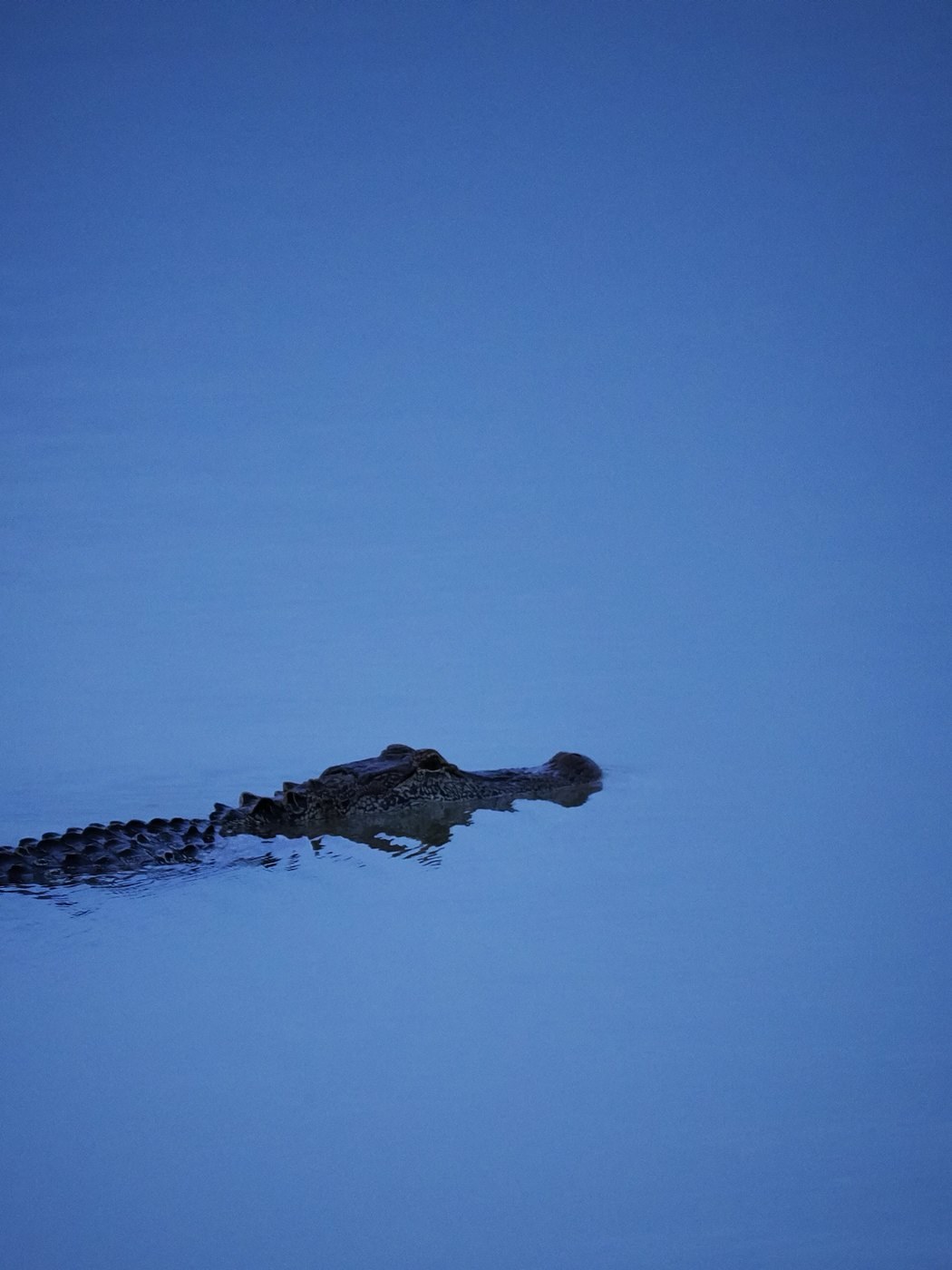 American Alligator &mdash; John Paul Landing Park, Cypress, Harris County