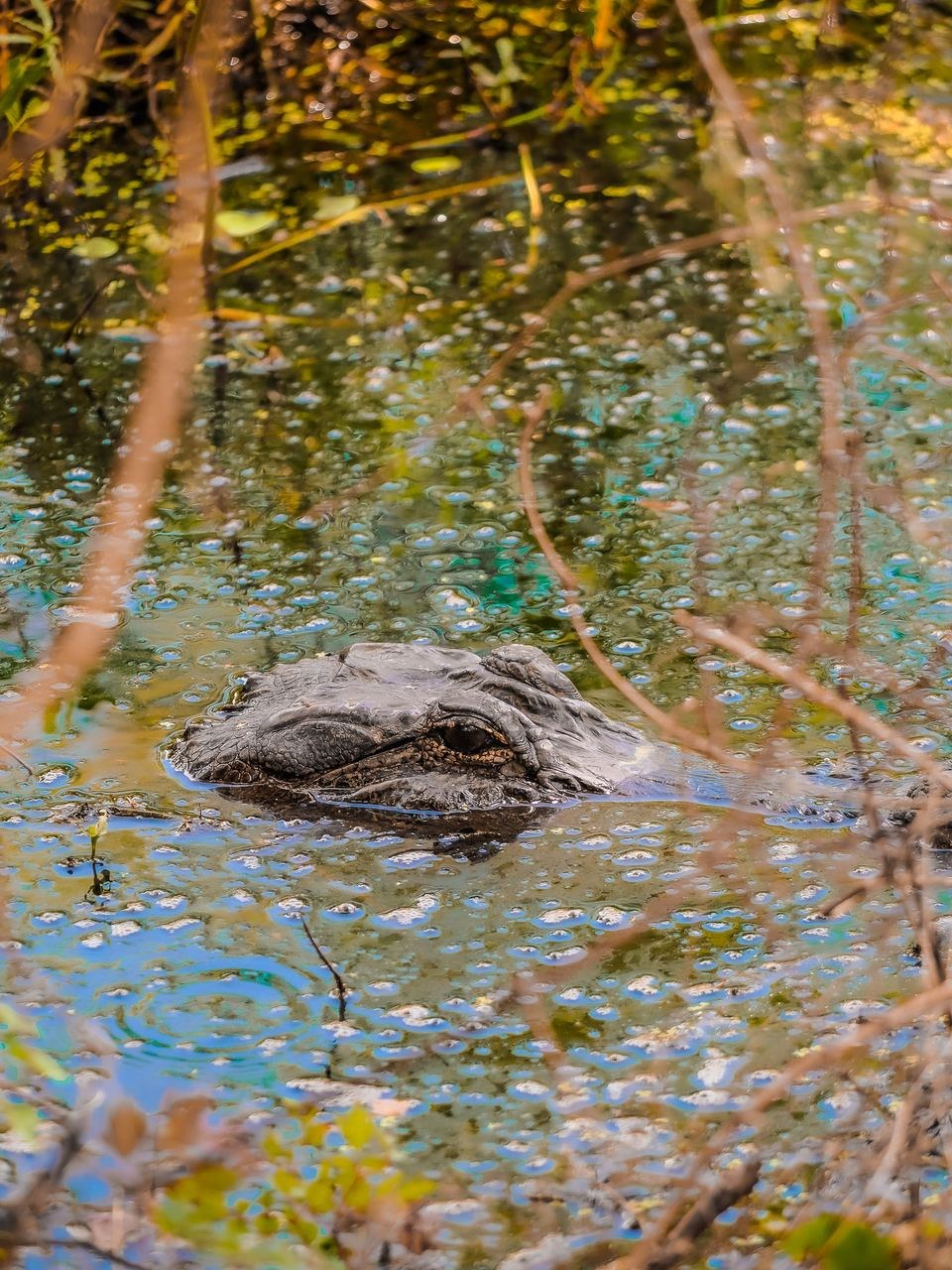 American Alligator &mdash; Brazos Bend State Park, Fort Bend County