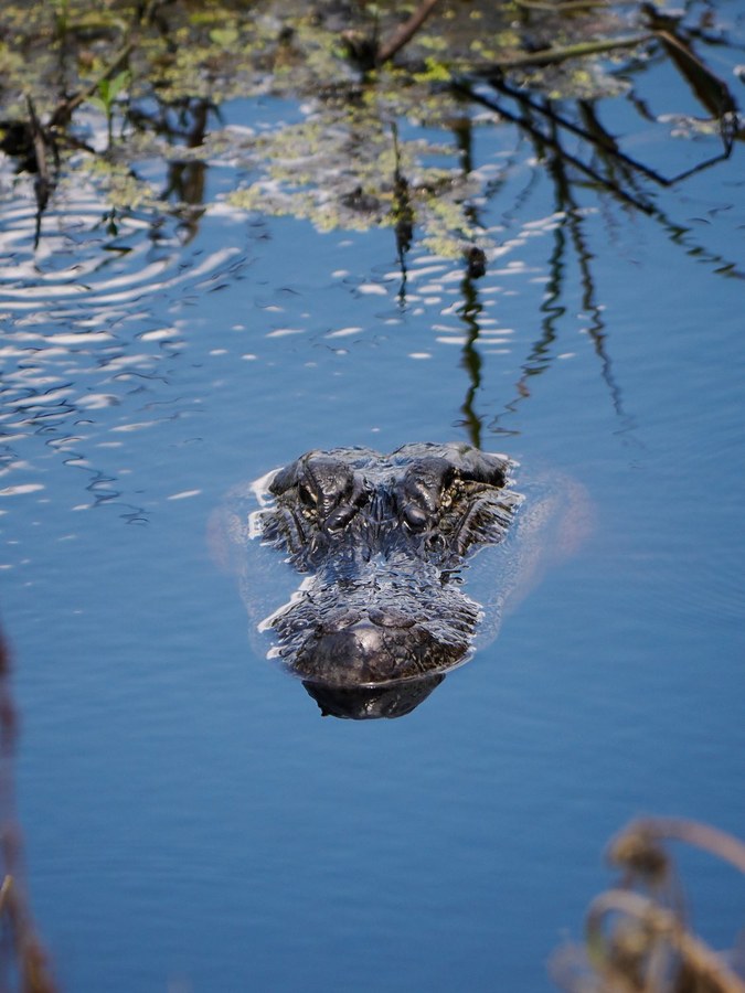 American Alligator, Brazos Bend State Park, Fort Bend County