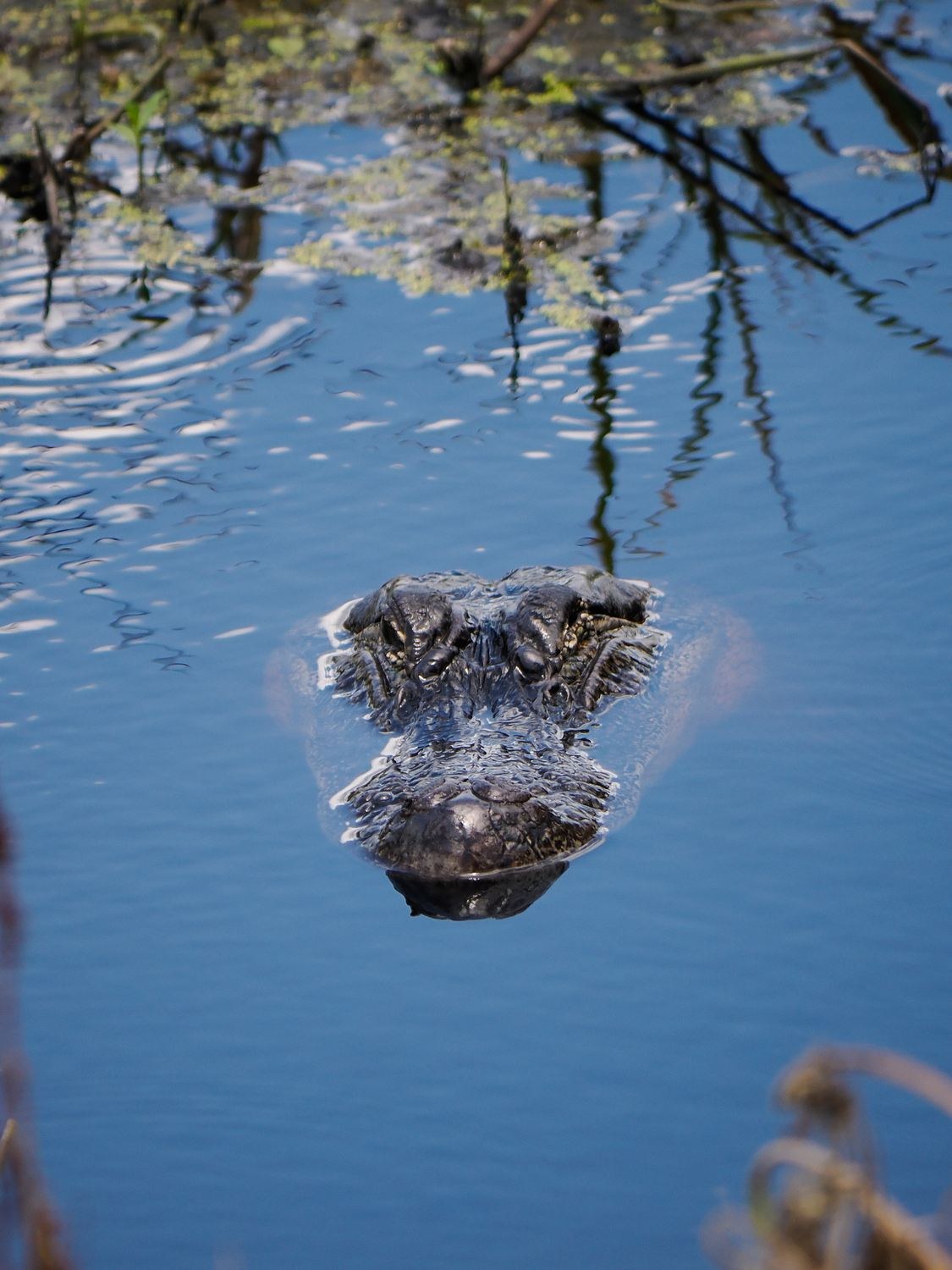 American Alligator &mdash; Brazos Bend State Park, Fort Bend County