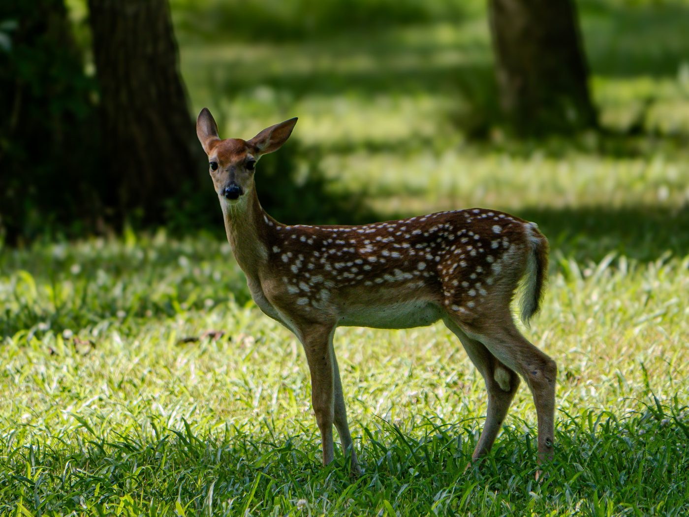 White-tailed Deer &mdash; Brazos Bend State Park, Fort Bend County