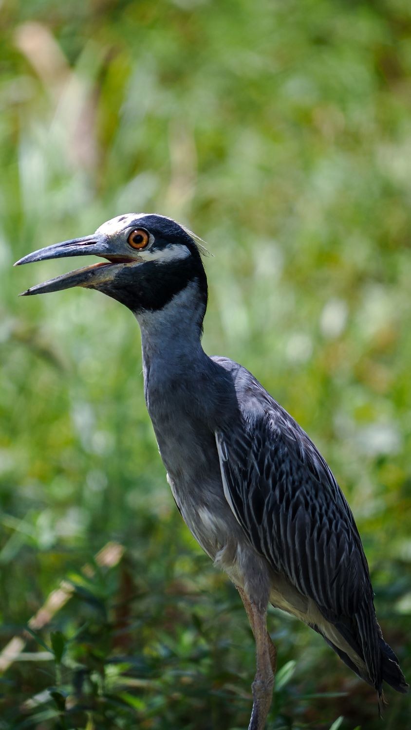 Yellow-crowned Night Heron &mdash; Brazos Bend State Park, Fort Bend County