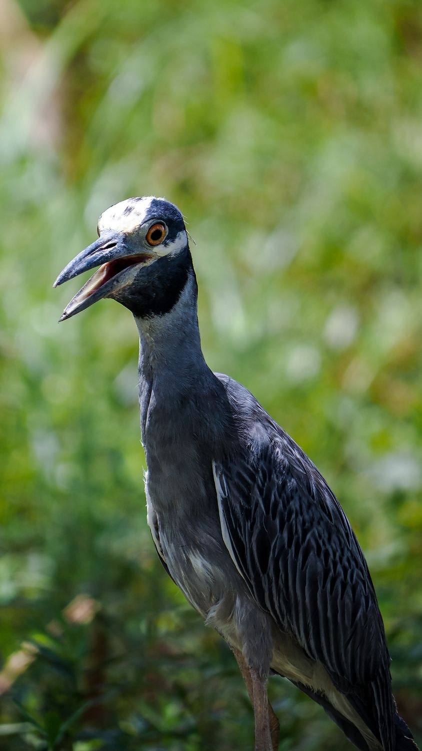 Yellow-crowned Night Heron &mdash; Brazos Bend State Park, Fort Bend County