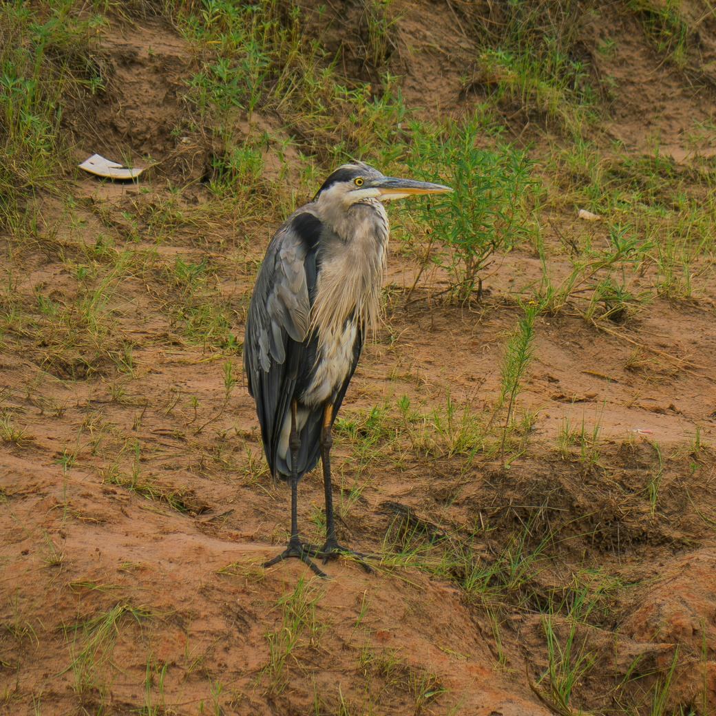 Great Blue Heron &mdash; John Paul Landing Park, Cypress, Harris County
