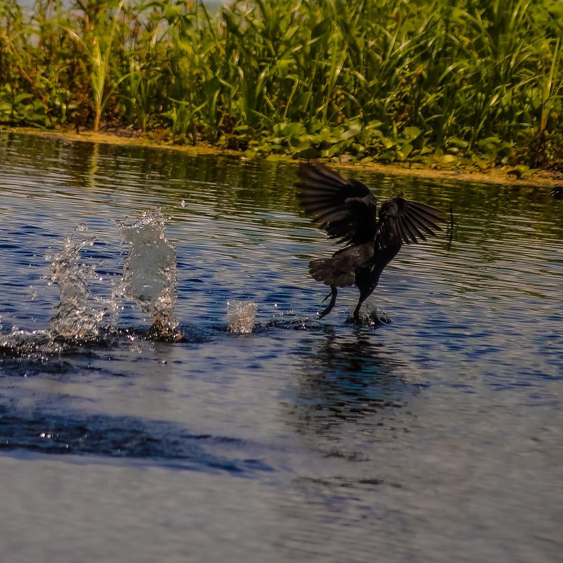 Great-tailed Grackle &mdash; Brazos Bend State Park, Fort Bend County