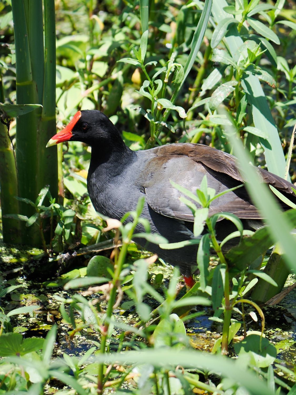 Common Gallinule &mdash; Brazos Bend State Park, Fort Bend County