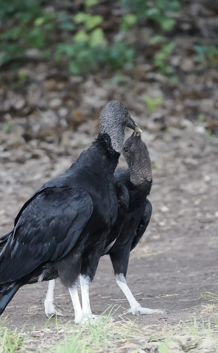 Black Vulture &mdash; Texas Hill Country