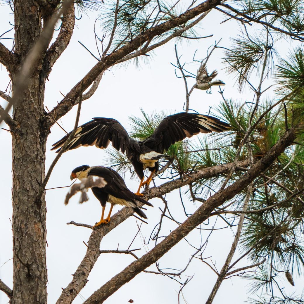 Crested Caracara &mdash; John Paul Landing Park, Cypress, Harris County