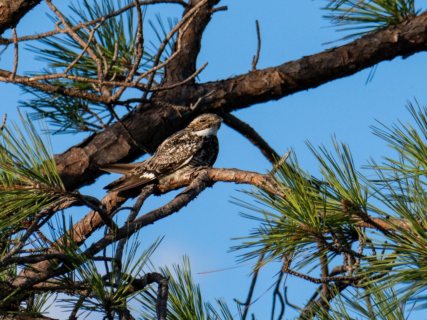 Common nighthawk roosting lengthwise on a pine limb