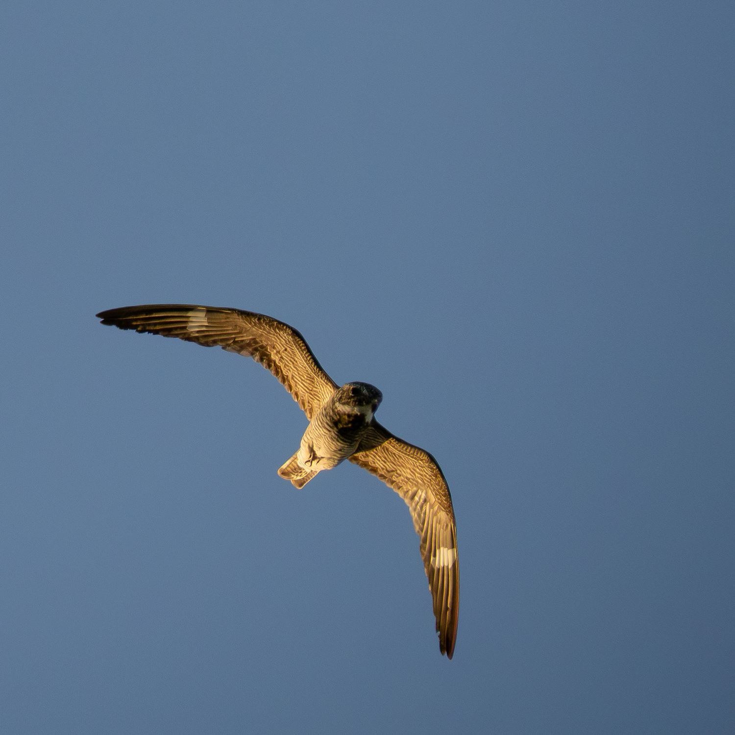 Common Nighthawk &mdash; John Paul Landing Park, Cypress, Harris County