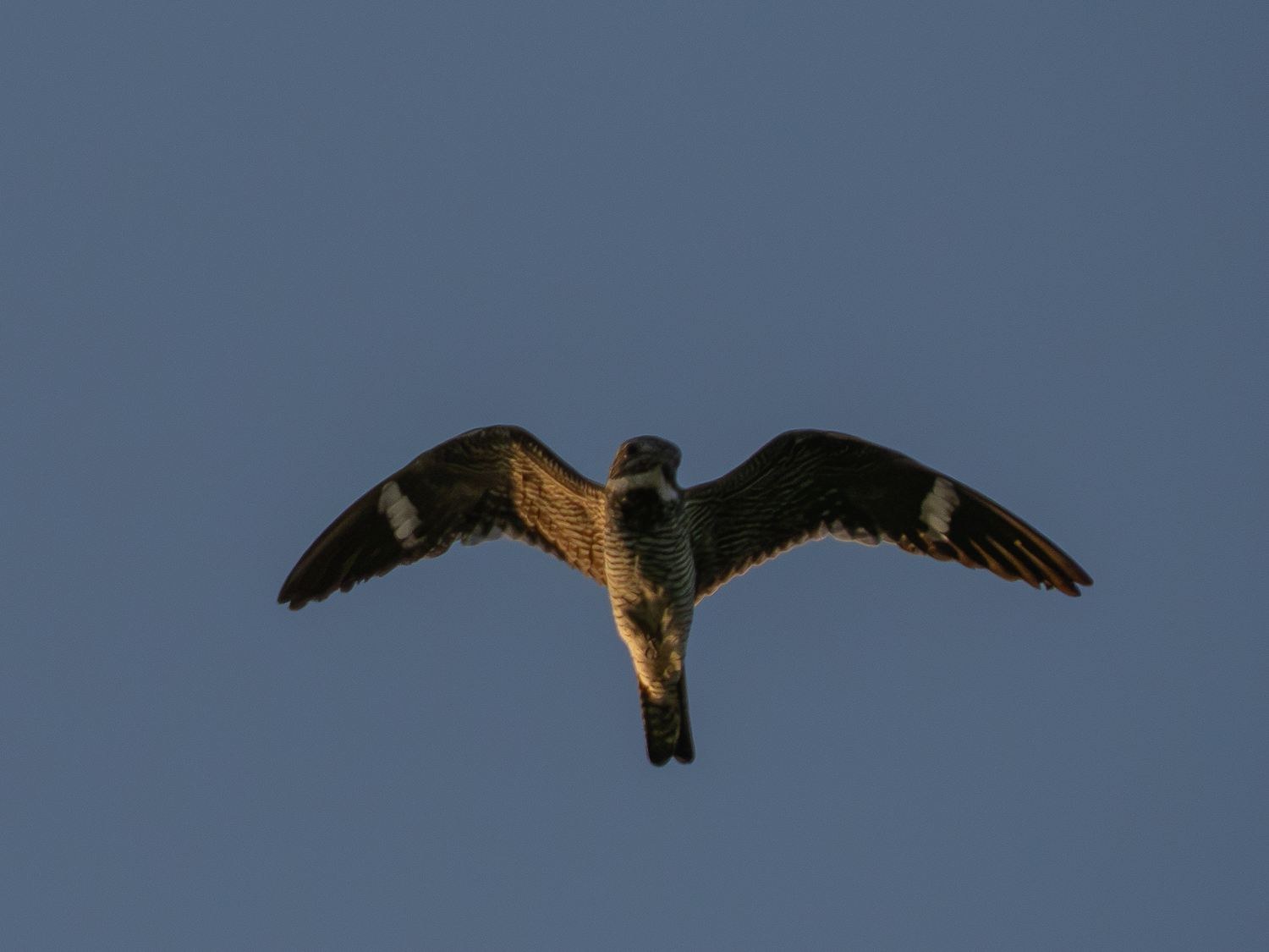 Common Nighthawk &mdash; John Paul Landing Park, Cypress, Harris County