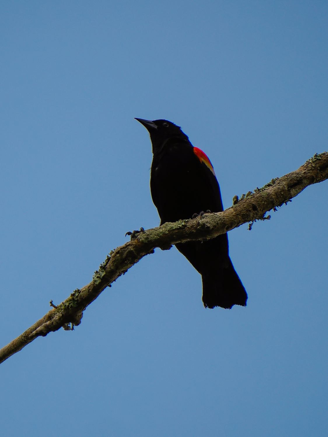 Red-winged Blackbird &mdash; Brazos Bend State Park, Fort Bend County