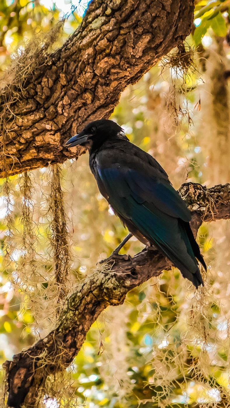 Crow &mdash; Brazos Bend State Park, Fort Bend County
