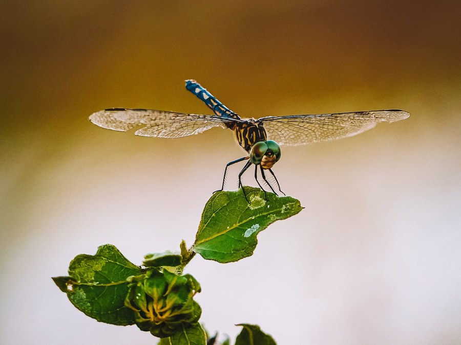 Blue Dasher, John Paul Landing Park, Cypress, Harris County