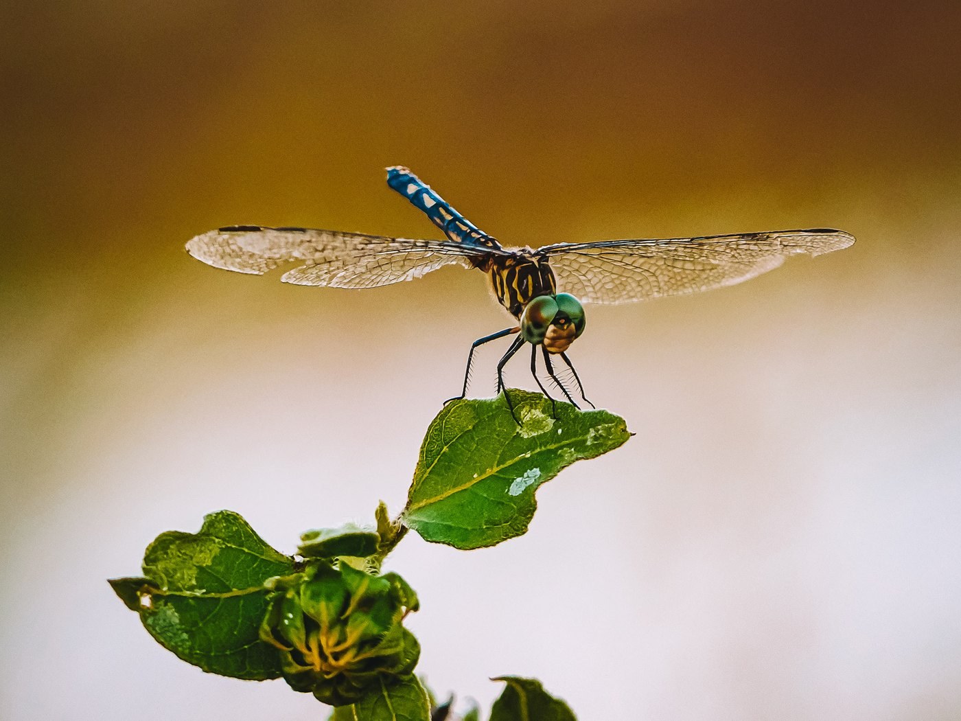 Blue Dasher &mdash; John Paul Landing Park, Cypress, Harris County