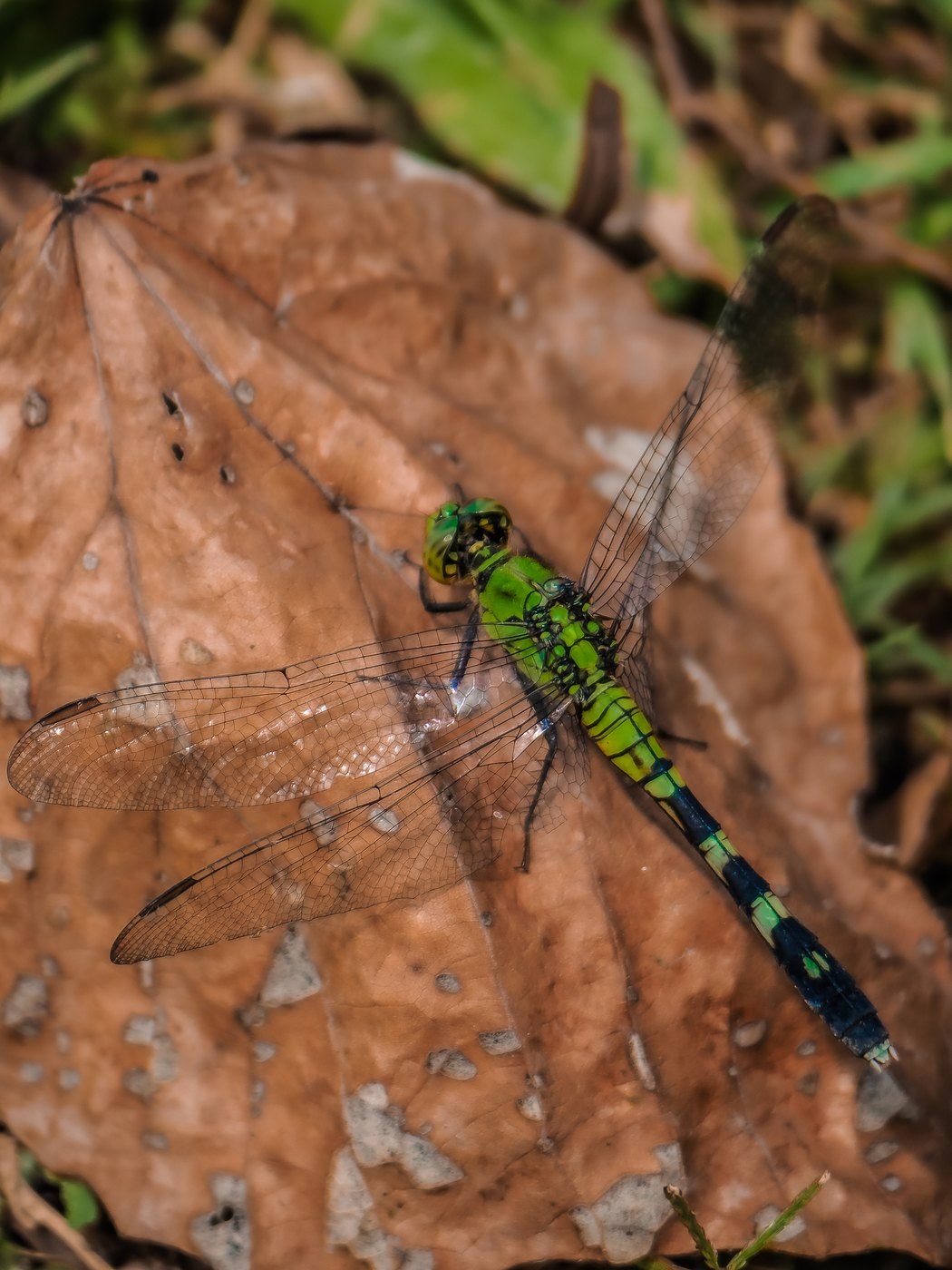 Eastern Pondhawk &mdash; Brazos Bend State Park, Fort Bend County