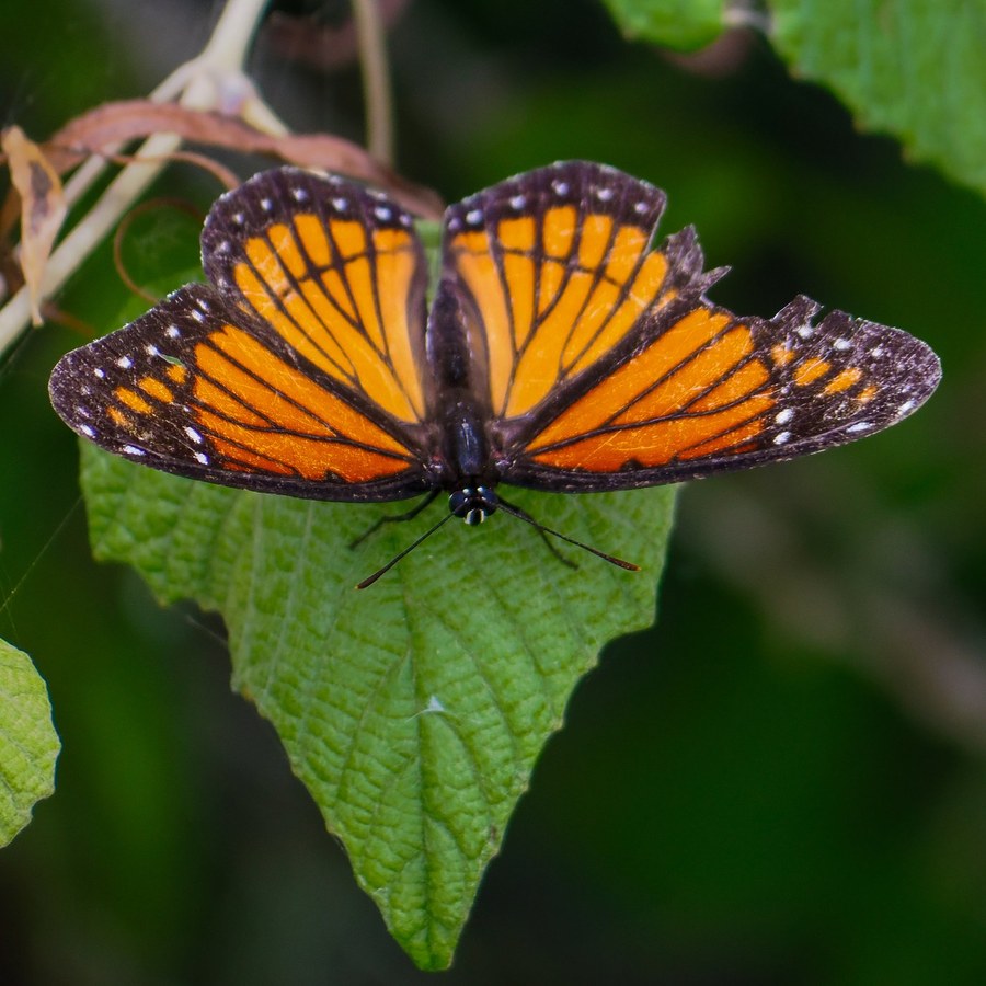 Viceroy, Brazos Bend State Park, Fort Bend County