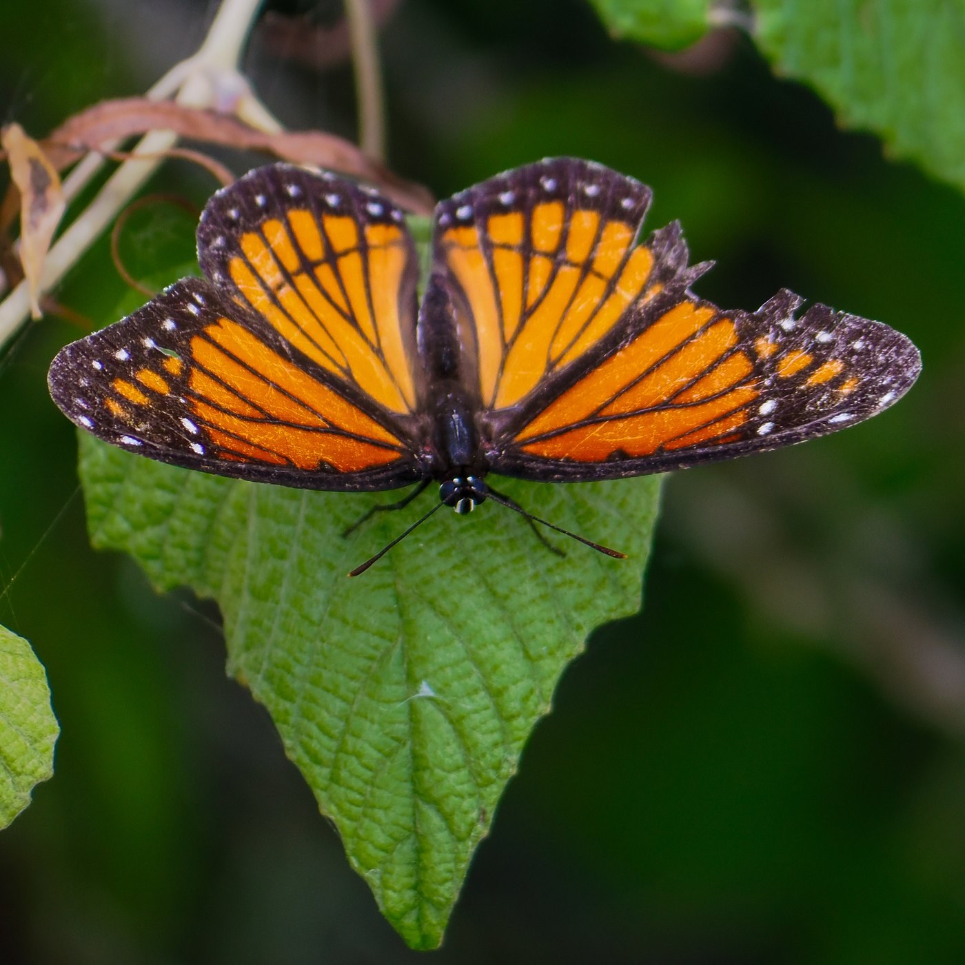 Viceroy &mdash; Brazos Bend State Park, Fort Bend County