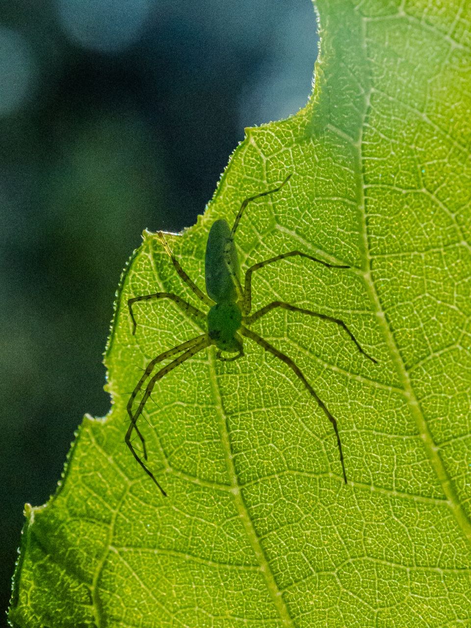 Green Lynx Spider &mdash; Lake Houston Wilderness Park, New Caney