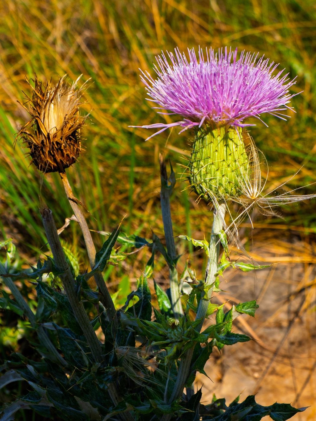Thistle &mdash; Texas Hill Country