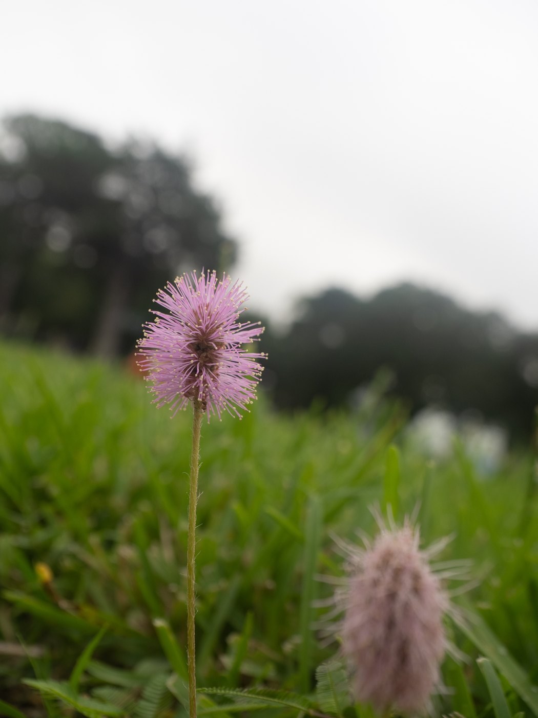 Sensitive briar &mdash; Upper Texas coast