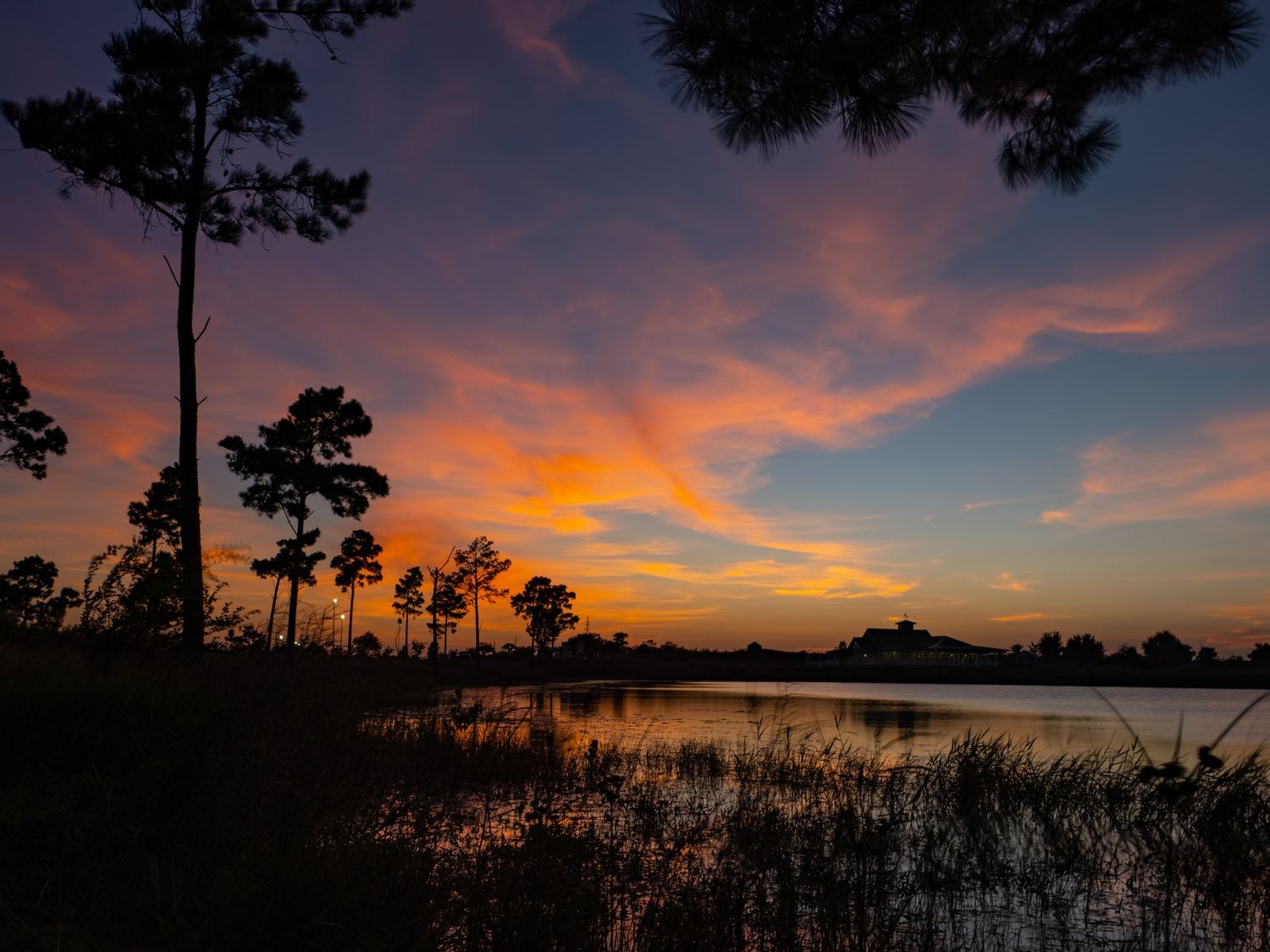 Pines over water &mdash; Upper coast pine country