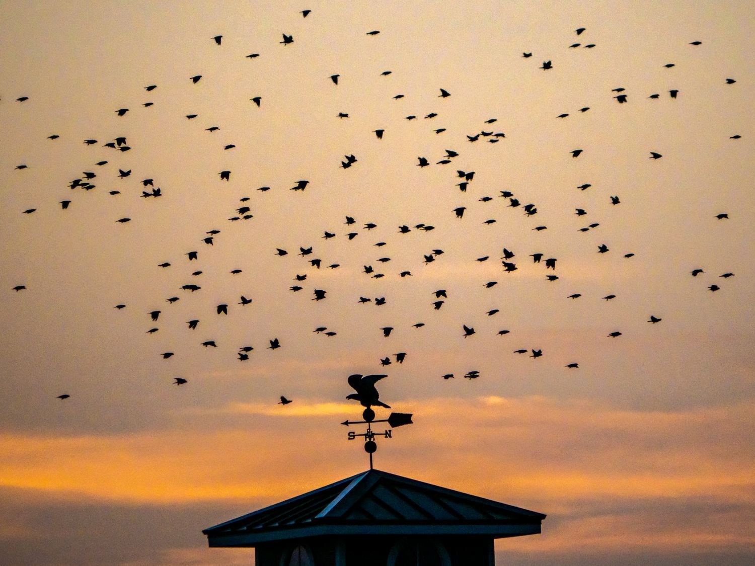 Blackbird flock at dusk &mdash; John Paul Landing Park, Cypress, Harris County
