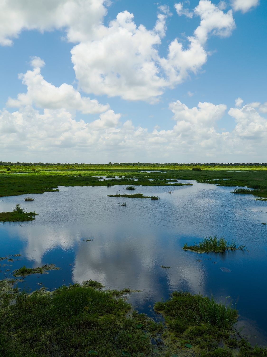 Wetland under cumulus &mdash; Brazos Bend State Park, Fort Bend County