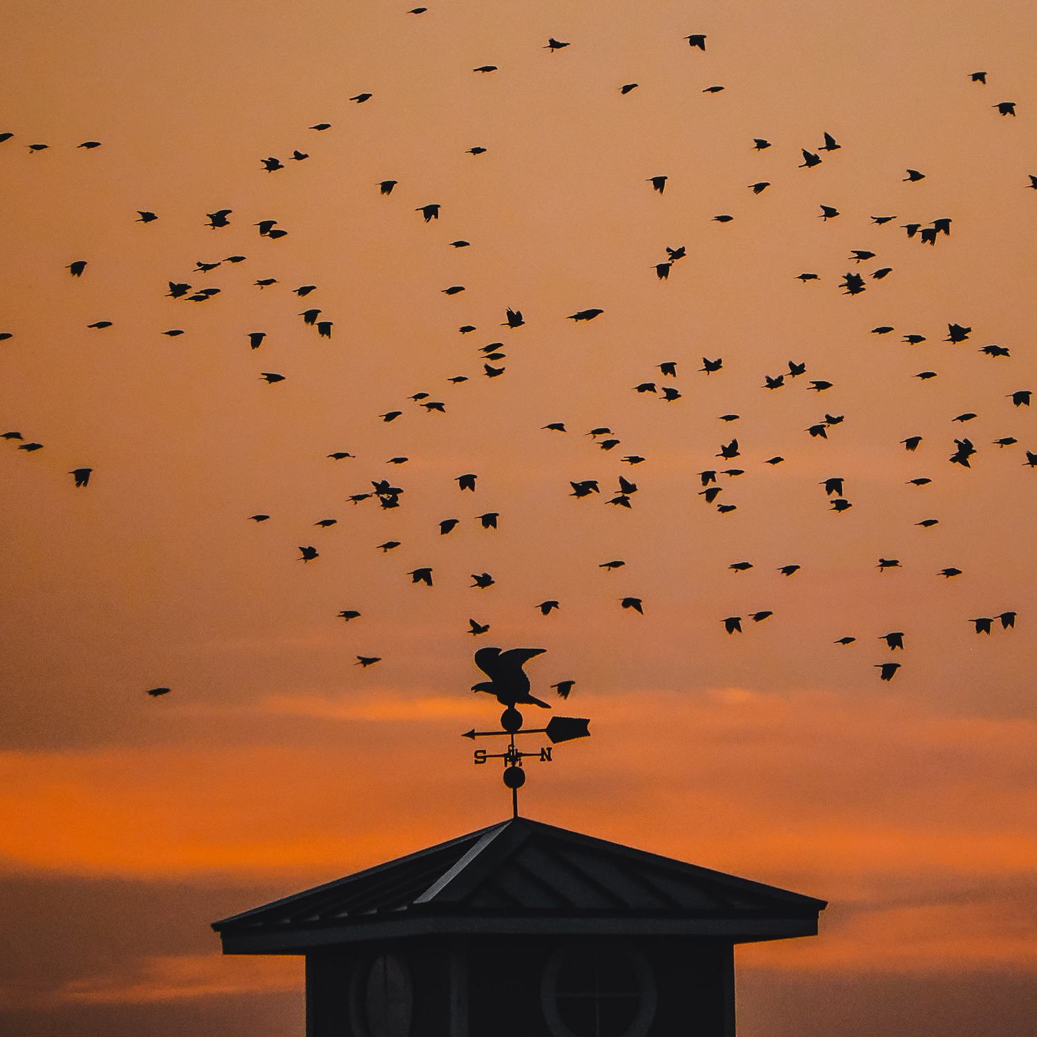A blackbird flock breaking over a weathervane at dusk