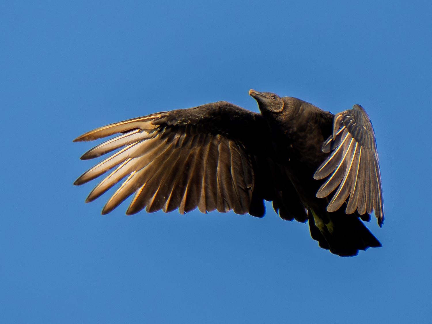 Black vulture passing overhead