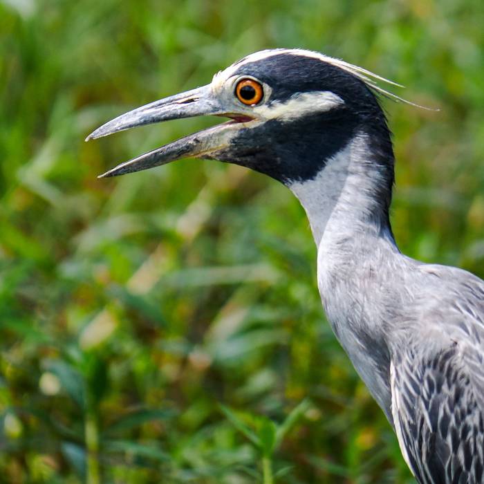 Wildlife photography